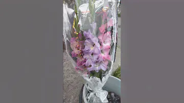 гладиолусы в букете- клаймакс, град китеж и голубая метель#сад #урожай #гладиолусы