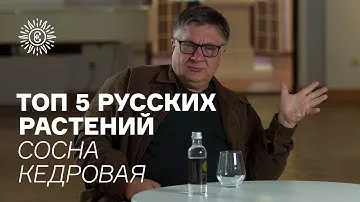 Топ пять русских растений. Кедровая сосна