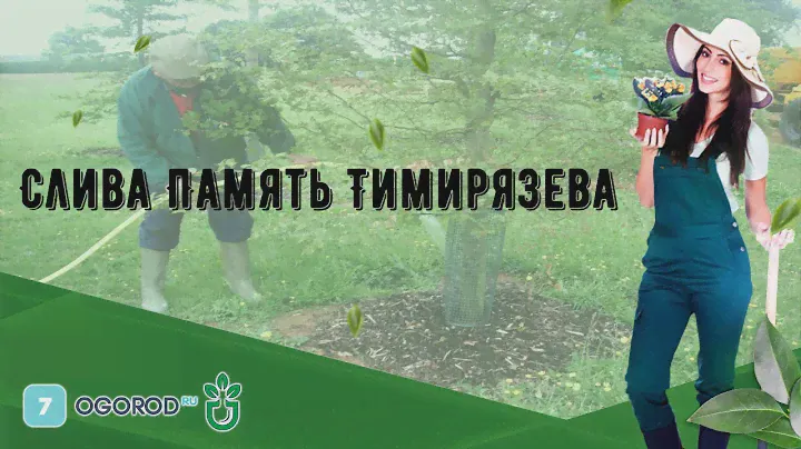 Слива Память Тимирязева