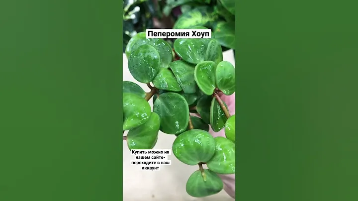 Пеперомия Хоуп Peperomia tetraphylla Hope