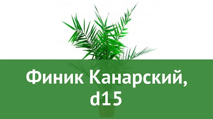 Финик Канарский, d15 обзор ЦКР0330 бренд производитель
