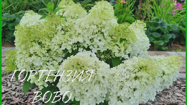 МОЯ  ГОРТЕНЗИЯ BOBO ( БОБО) - КРУЖЕВНАЯ КРАСОТА!