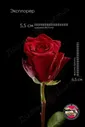 Розы Эксплорер (высота 60см)