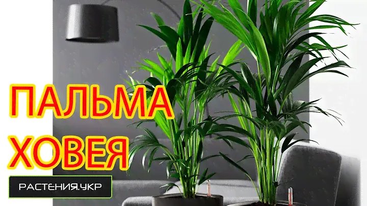 Как ухаживать за пальмой Ховея в домашних условиях?