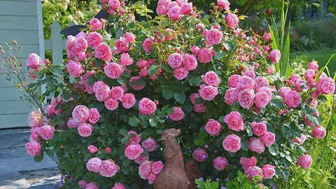 Леонардо да Винчи Leonardo da Vinci Meilland, 1993 Флорибунда (Floribunda)