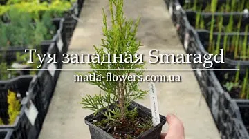 Туя западная Smaragd