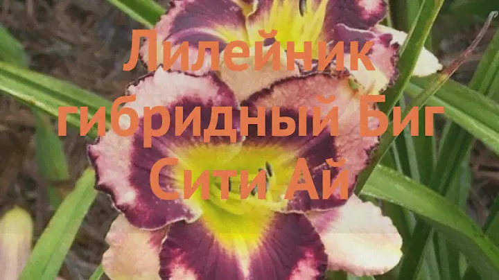 Лилейник гибридный Биг Сити Ай (big-siti-ay) 🌿 обзор: как сажать, саженцы лилейника Биг Сити Ай