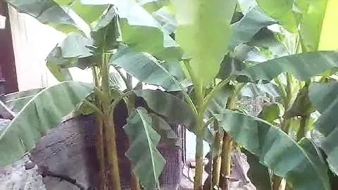 Кролики и банановая пальма!!!!