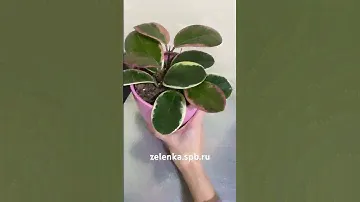 Хойя Аустралис (диаметр горшка 12 см, высота растения 25 см)