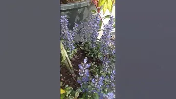 Клён японский Оранж Дрим