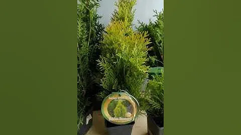 Туя Смарагд и Брабант в р9  #туя #туясмарагд  #туякупить #туязападная