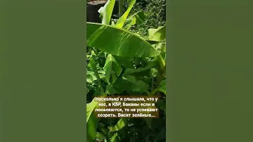 Банановая пальма в конце июня. Растёт уже несколько лет.