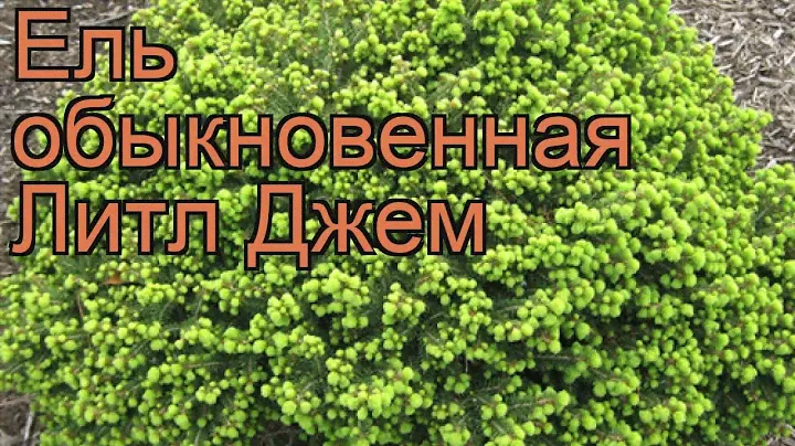 Ель обыкновенная Литл Джем (picea abies little gem) 🌿 обзор: как сажать, саженцы ели Литл Джем