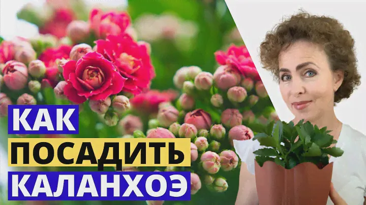 Размножение и посадка КАЛАНХОЭ