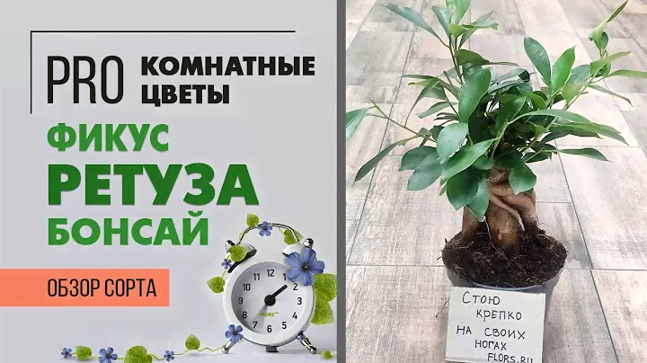 Фикус микрокарпа Ретуза бонсай | Когда очень хочется бонсай