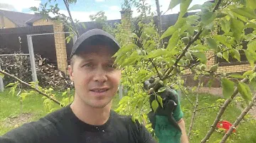 АБРИКОС ТРИУМФ СЕВЕРНЫЙ ЗАМЁРЗ,но БУДЕТ МНОГО ПЛОДОВ.