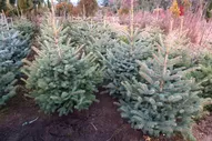 Ель колючая Глаука (высота 40-50см)
