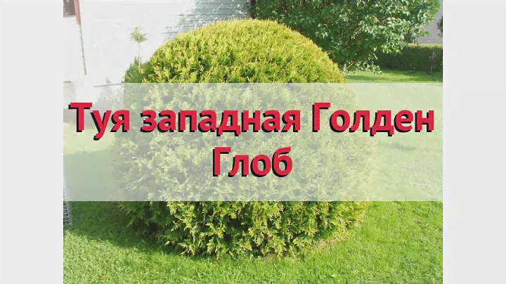 Туя западная Голден Глоб 🌿 Обзор: посадка и уход. крупномеры, саженцы туи: описание и особенности
