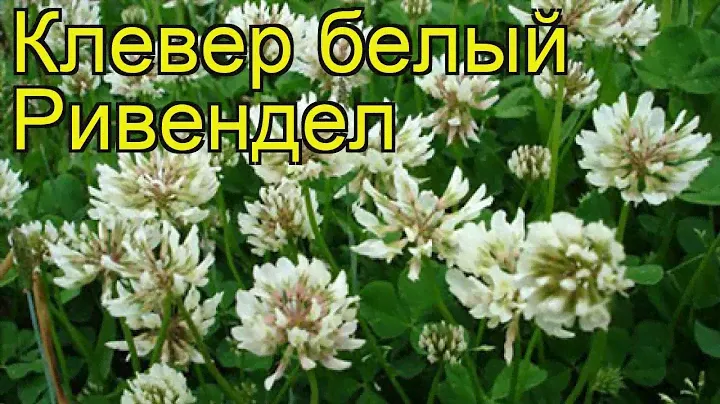 Клевер белый Ривендел. Краткий обзор, описание характеристик, где купить семена