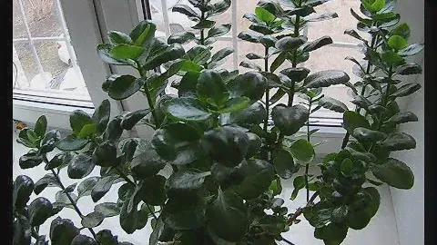 Каланхоэ домашний  Уход и содержание