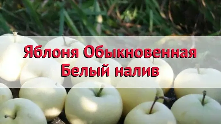 Яблоня обыкновенная Белый налив 🌿 Обзор: посадка и уход. крупномеры яблони: описание и особенности