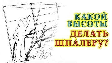Какой высоты должна быть шпалера? | Ответы на вопросы подписчиков