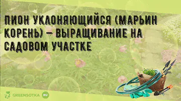 Пион уклоняющийся (Марьин корень) — выращивание на садовом участке