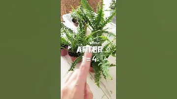 Папоротник Нефролепис Грин Момент #plant #indoorplant #папоротник #садовница #gardening #нефролепсис