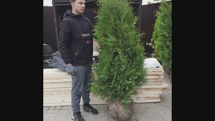 туя БРАБАНТ #туя #живаяизгородь #туябрабант #купитьтую