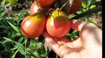 томат Японский трюфель розовый