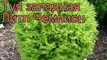 Туя западная Литл Чемпион (little champion) 🌿 обзор: как сажать, саженцы туи Литл Чемпион