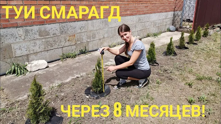 Посадка Туи Смарагд. Живая изгородь (Часть 2)