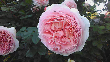Роза Д.Остина Абрахам дерби-описание сорта💕🌹; цветение роз и клематисов💕