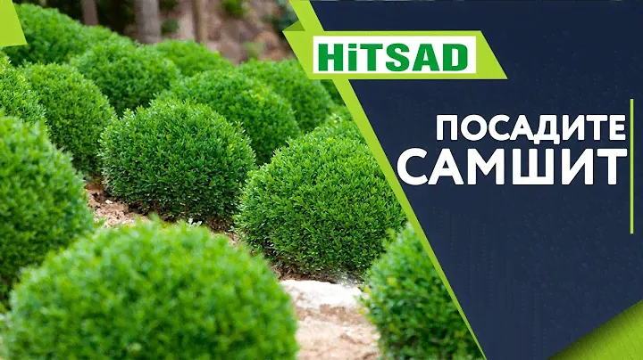 Самшит Посадка и Уход 🌱Полезные Советы от Хитсад ТВ