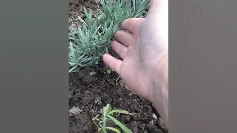 ЛАВАНДА! Как правильно вырастить в первый год лаванду!