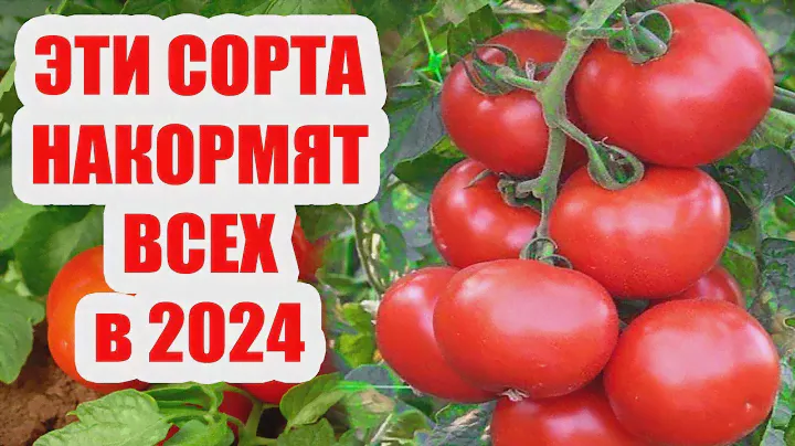 60 Лет Сажаю Только Эти Сорта Томатов! Нарастают Тоннами! Обязательно Сажайте В 2024 Году!