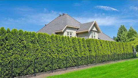 ТУЯ БРАБАНТ : КАК ВЫРАЩИВАТЬ🌲 ЗАПАДНУЮ МОРОЗОУСТОЙЧИВУЮ ТУЮ #ХВОЙНЫЕ #ТУЯ_БРАБАНТ #oldenburgru#245