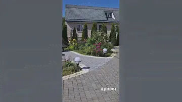 английские розы Дэвида Остина. Розовый сад своими руками