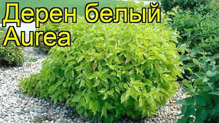 Дерен белый Ауреа. Краткий обзор, описание характеристик, где купить саженцы cornus alba Aurea