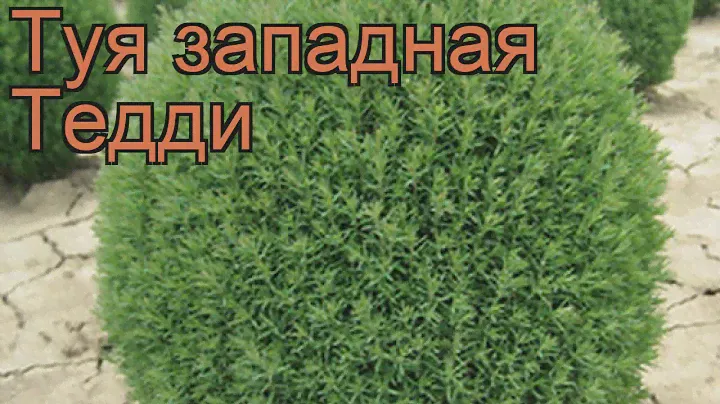 Туя западная Тедди (thuja occidentalis teddy) 🌿 туя Тедди обзор: как сажать саженцы туи Тедди