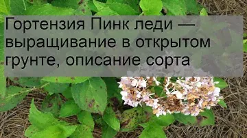 Гортензия Пинк леди — выращивание в открытом грунте, описание сорта