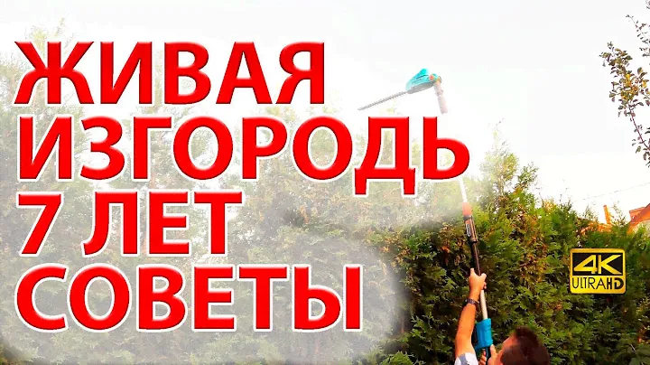 Живая изгородь из туи Брабант и бирючины. 7 лет забору. Советы. 🌲🌲🌲