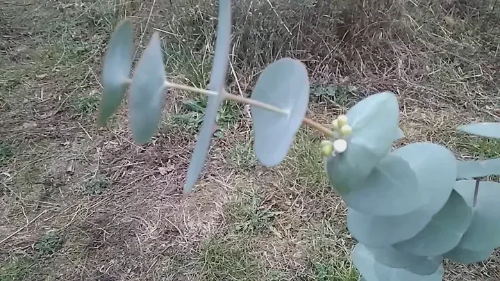 Эвкалипт (Eucalyptus perriniana)