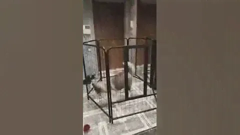 Вольер усиленный для крупных и средних собак