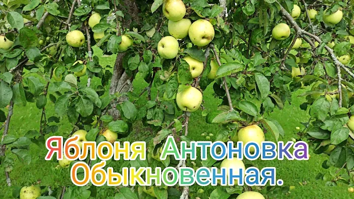 Антоновка обыкновенная. Потенциал плодоношения старой яблони.