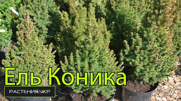 Ель Канадская или Ель Коника уход и полив