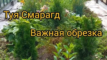 Туи Смарагд. Важная обрезка молодого саженца.