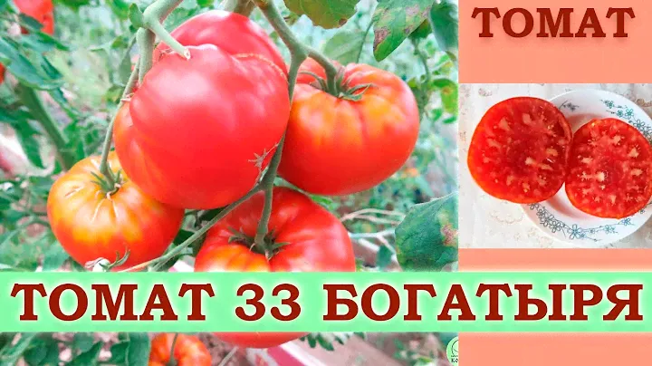 ТОМАТ 33 БОГАТЫРЯ - СРЕДНЕСПЕЛЫЙ КРУПНОПЛОДНЫЙ ПОПУЛЯРНЫЙ НЕПРИХОТЛИВЫЙ СОРТ