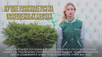 Ель Нидиформис в ландшафтном дизайне 🌲 Питомник хвойных растений