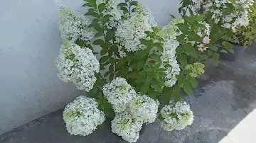 Карликовая гортензия БОБО